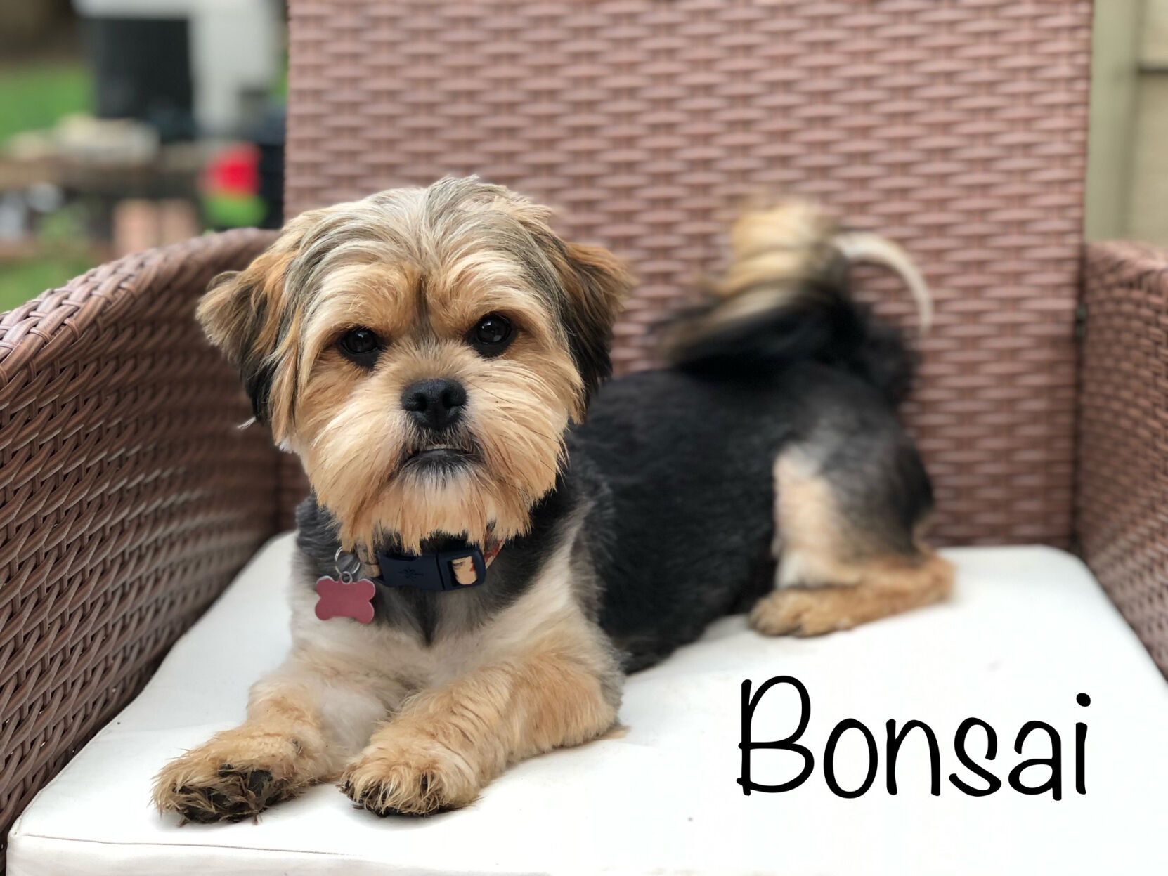 Bonsai